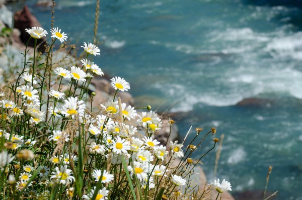 Ромашки у ручья