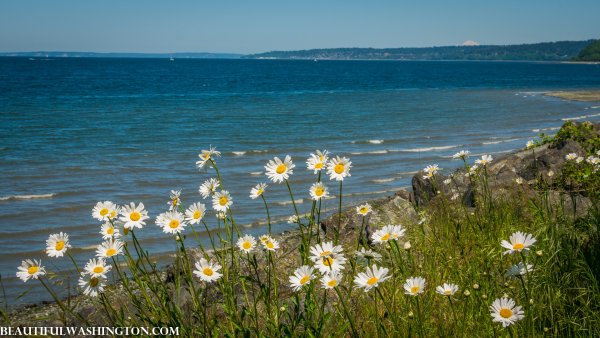 Море ромашек