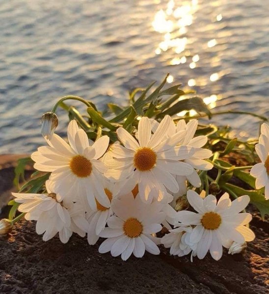 Ромашки любовь