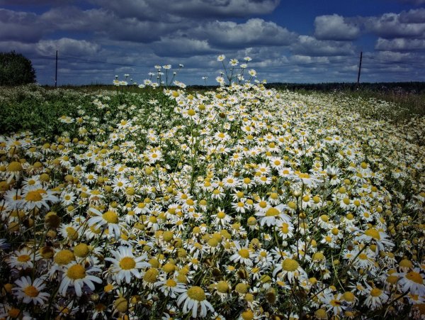 Ромашковое поле Севастополь