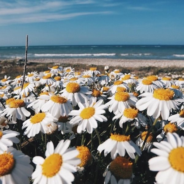 Ромашки Эстетика