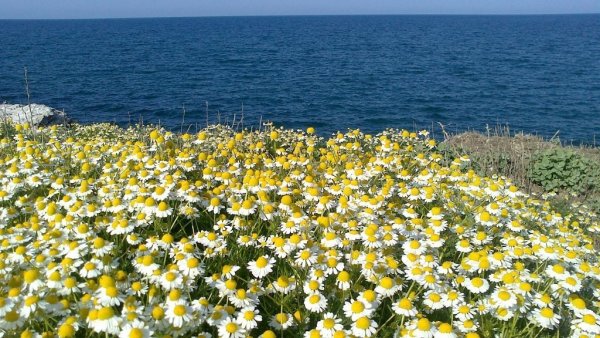 Море ромашек