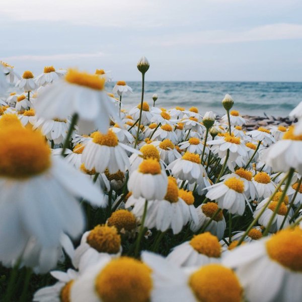 Ромашковое счастье