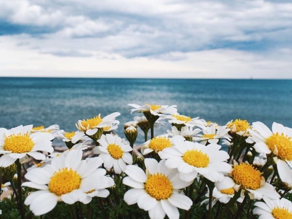Букет ромашек на море