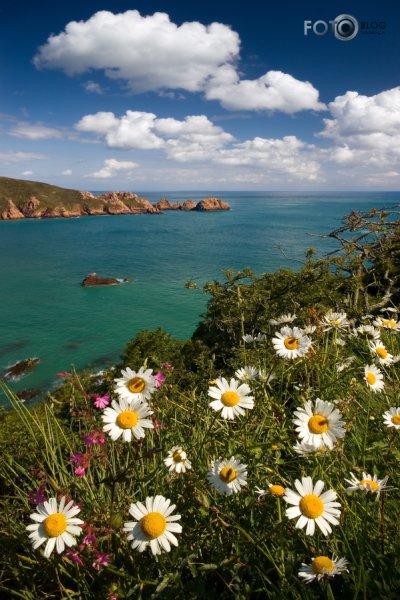 Море ромашек