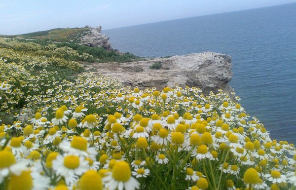 Цветение ромашки в Крыму