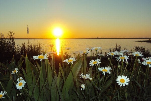 Ромашки на закате