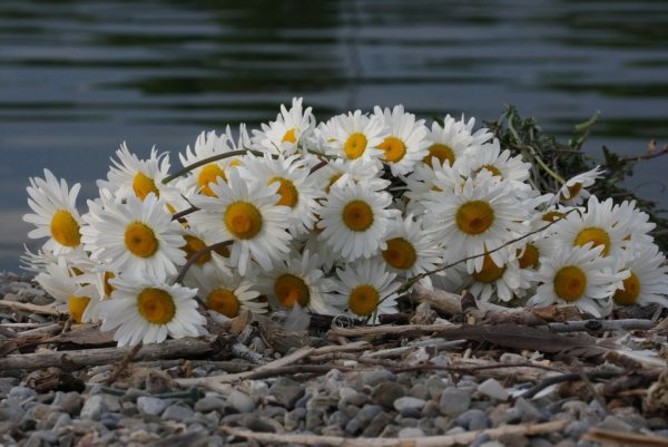Букет ромашек на берегу