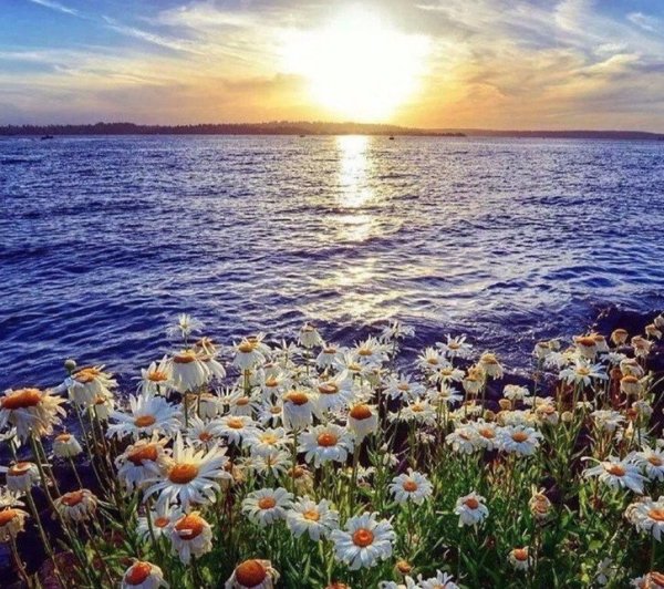 Закат на море и ромашки картинки красивые