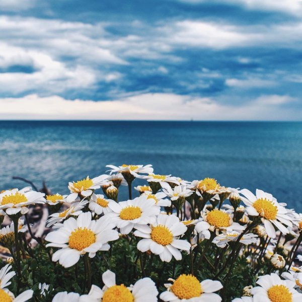 Ромашки на берегу моря