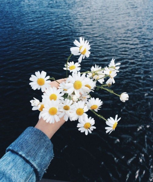 Красивые ромашки