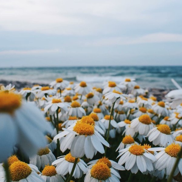 Море ромашек