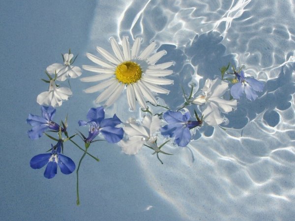 Красивые ромашки на закате