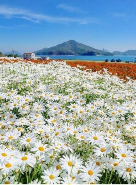 Полевые цветы на закате