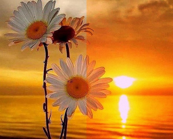 Букет ромашек на море