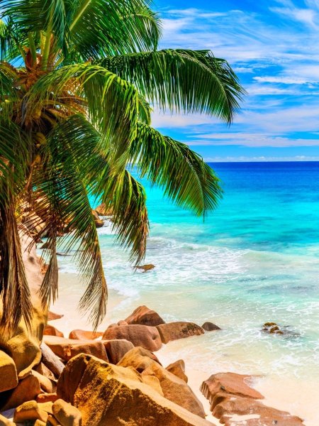 Фон острова с пальмами