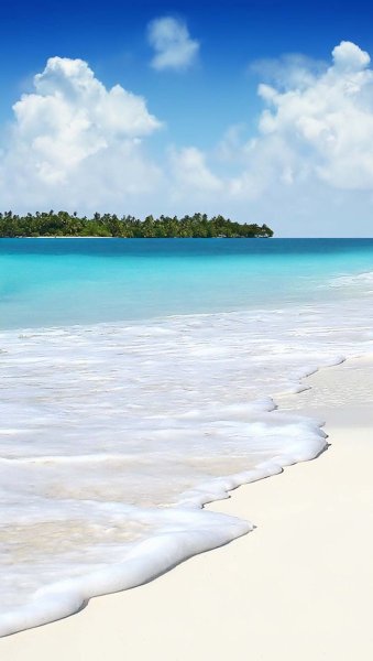 Море пальмы