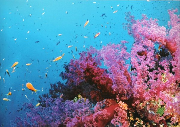 Коралловый Барьерный риф