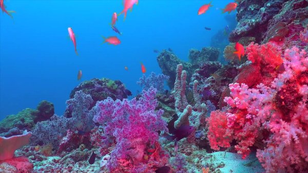 Большой Барьерный риф дайвинг