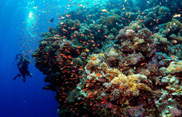 Большой Барьерный риф (ББР). Австралия.