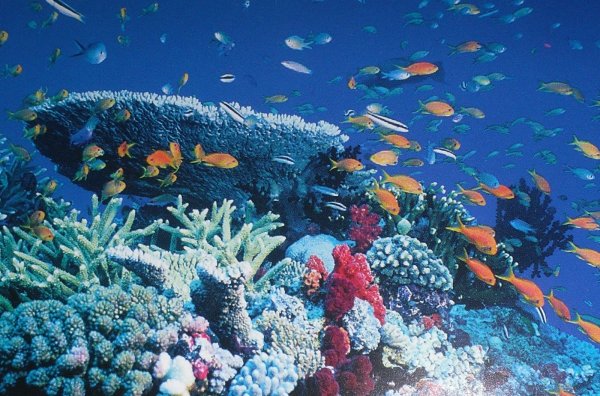 Шармаль Шейх море