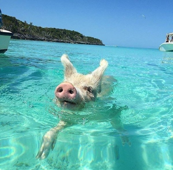 Багамы поросята