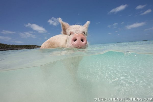 Эрик Ченг остров свиней