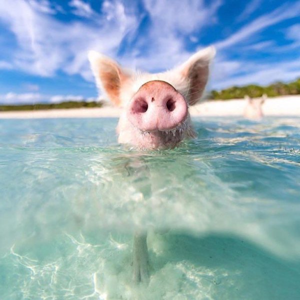 Хрюшка на море