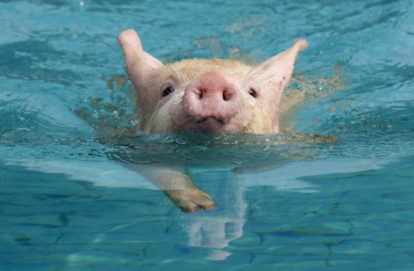Поросята купаются