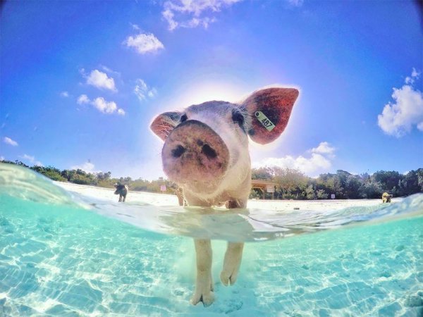 Морда свиньи