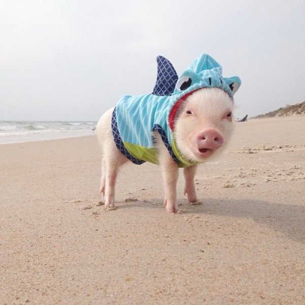 Пиг-Бич Багамские острова