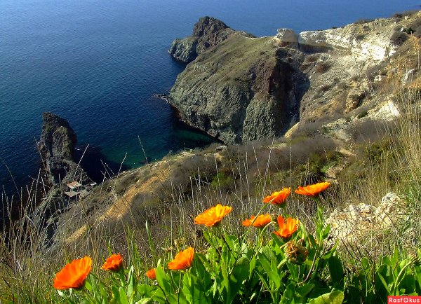 Сосна Крымская Фиолент