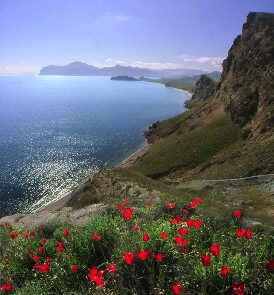 Крым сосны горы море Песчаное