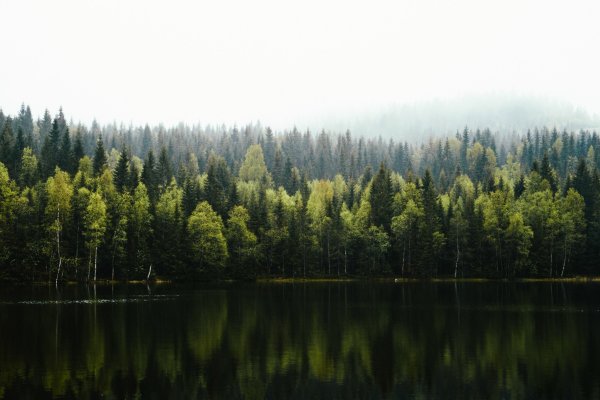 Море скалы сосны Лазурный берег Франции