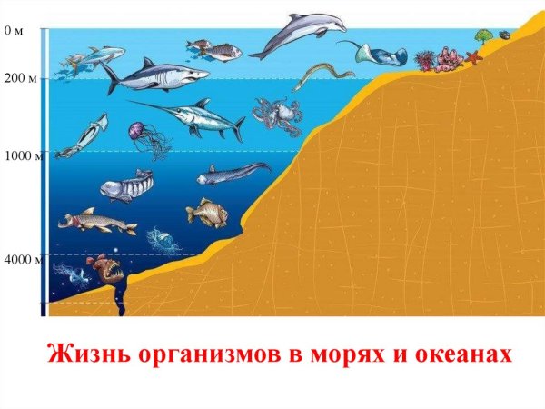 Зоны океана