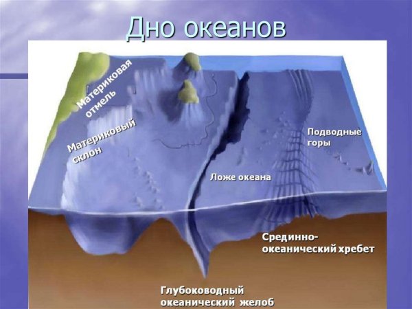 Планктон Нектон