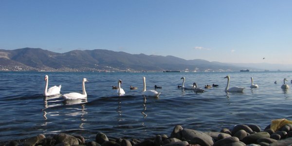 Черное море Новороссийск