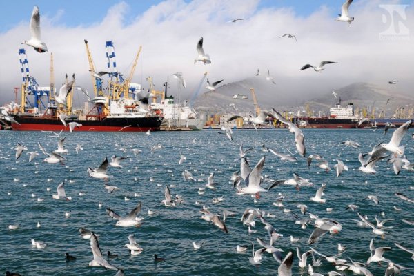 Черное море Новороссийск