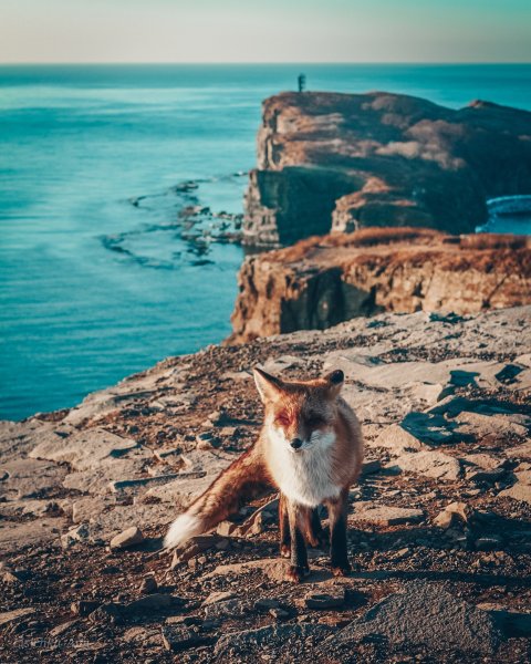 Лисы на море