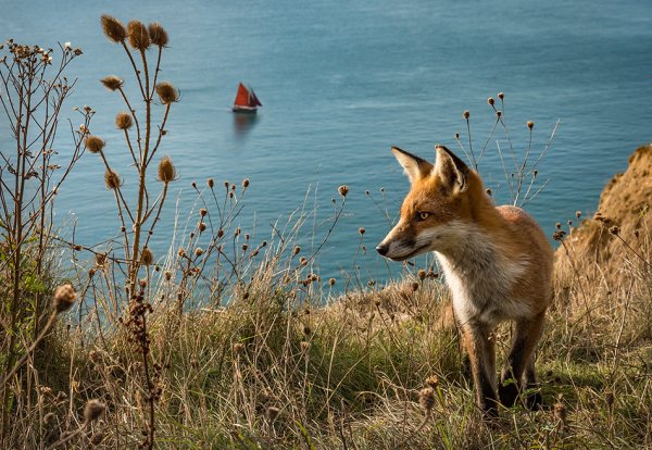 Лисы отдыхают