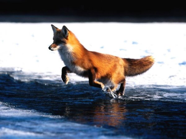 Лиса в прыжке