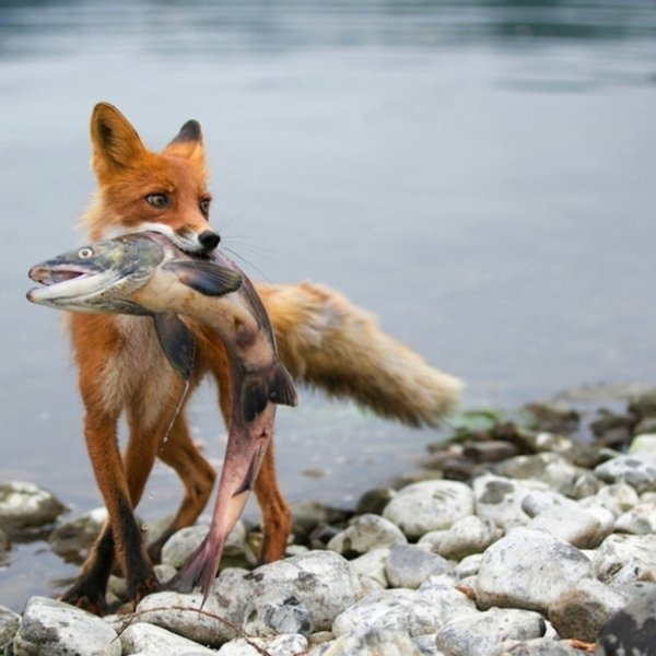 Лиса в дикой природе