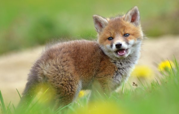 Лисенок бежит