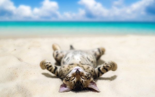 Афоризмы про отпуск