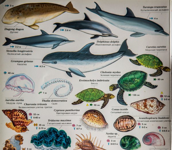 Рыбы красного моря таблица