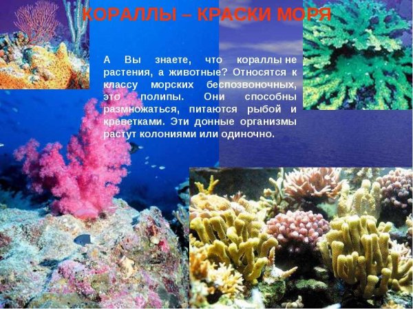 Растения моря для дошкольников