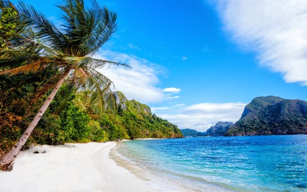 Филиппины пальмы филиппинец