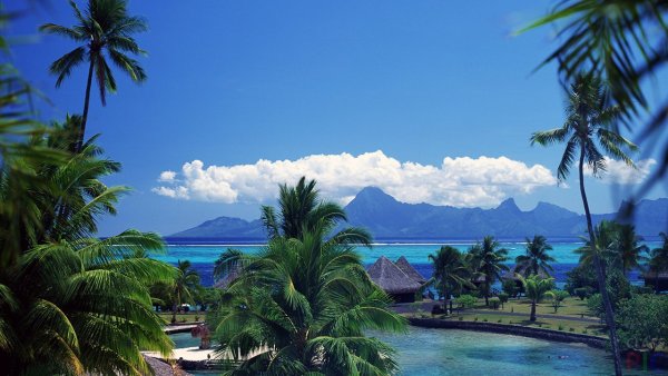 Пальмы горы