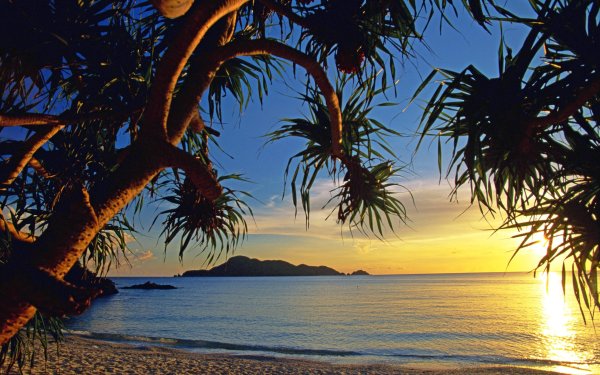 Море пальмы вечер