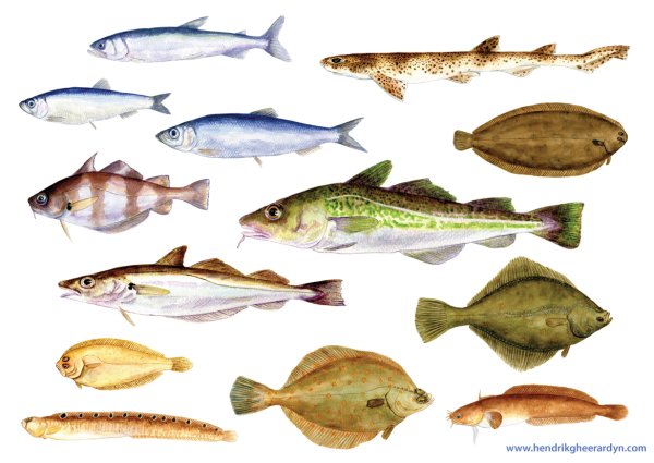 Морские рыбы